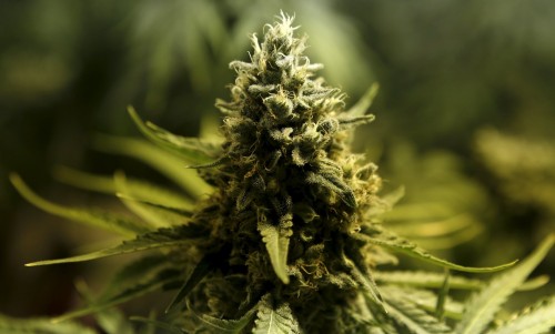 Study suggests marijuana improves your night vision