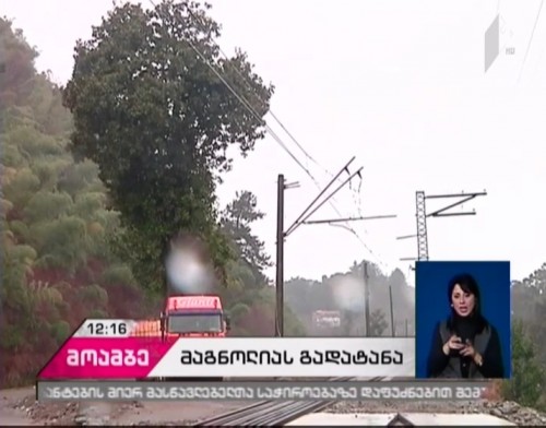 Process of re-planting trees in Guria continues