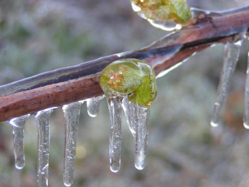 Harsh drop of air temperature expected on March 22-24