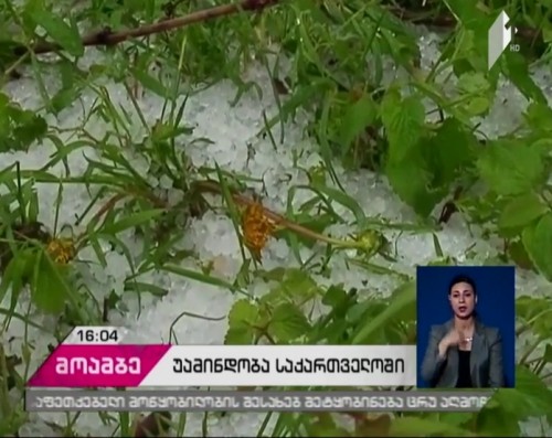 Hailstorm damages vegetable plants in Gori district 