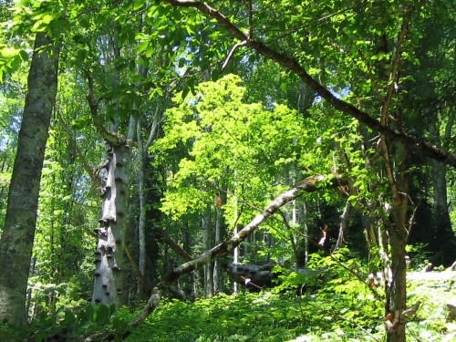 Four people missing in Gostibe Forest, Kaspi
