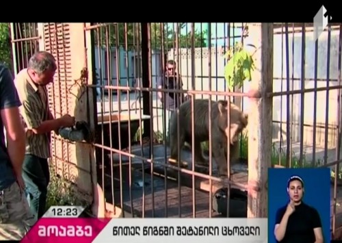 ბელიაშვილის ქუჩაზე დატყვევებული მურა დათვი, სასამართლოს გადაწყვეტილებამდე, თბილისის ზოოლოგიურ პარკს მიბარდა