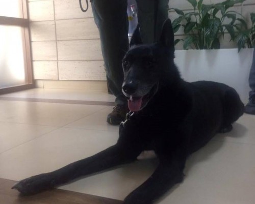 “Zoro” ensuring security of US Vice President in Georgia