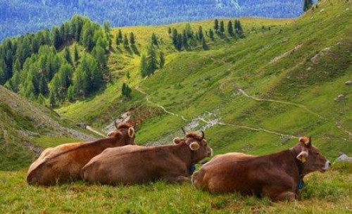Statistics Service says number of cows reduced in Georgia