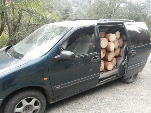 35 facts of illegal cut-down and transportation of trees revealed