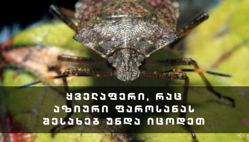 ყველაფერი, რაც აზიური ფაროსანას შესახებ უნდა იცოდეთ