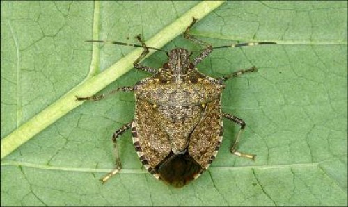 Asian stink bug in Tbilisi